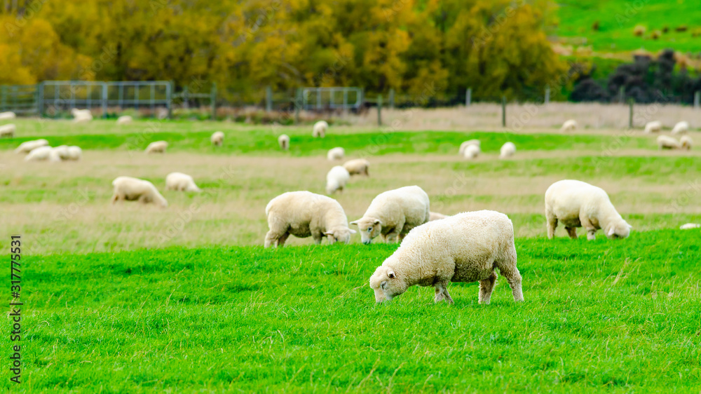 Flock of Sheep in green grass field and mountain nature background in rural at south Island New Zealand