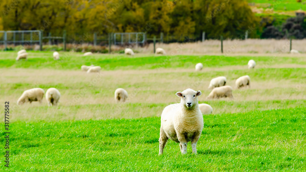 Fototapeta premium Flock of Sheep in green grass field and mountain nature background in rural at south Island New Zealand