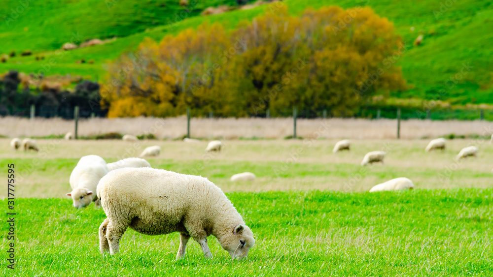 Flock of Sheep in green grass field and mountain nature background in rural at south Island New Zealand Flock of Sheep in green grass field and mountain nature background in rural at south Island New Zealand