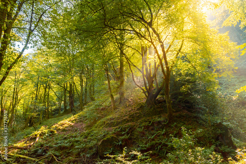 Magical and leafy beech forest. The sun's rays enter through the trees. landscape photography. concept of nature, conservation and adventures. Forest of Asturias, Spain.