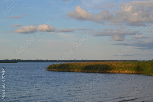 Szuwary przy brzegu jeziora Niegocin, Polska photo