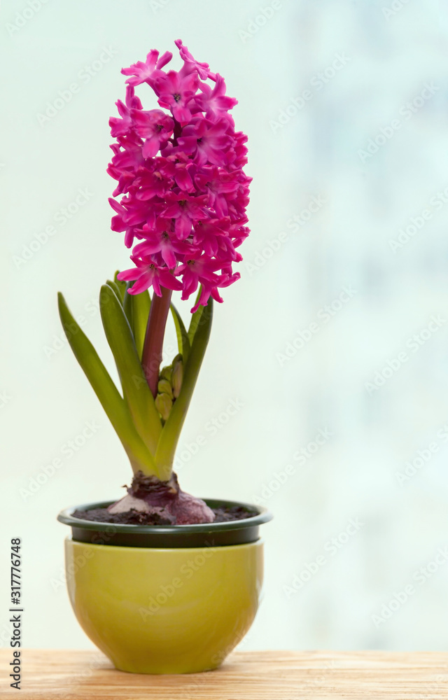 One pink hyacinth flower pot on a windowsill cold spring day. Home hobby gardening.