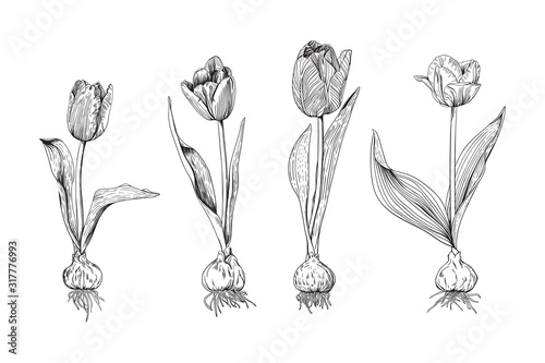 Monochrome set of tulip flowers of different varieties