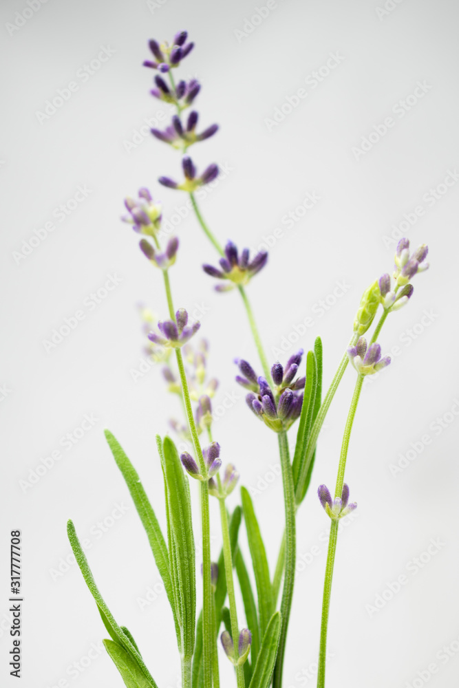 Obraz English Lavender Macro