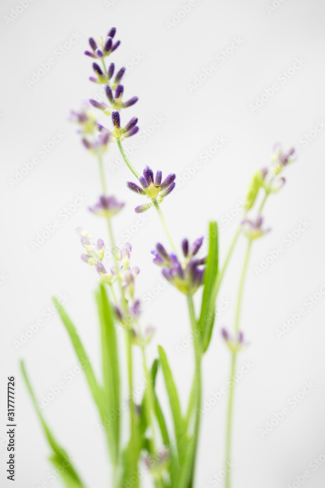 Obraz English Lavender Macro