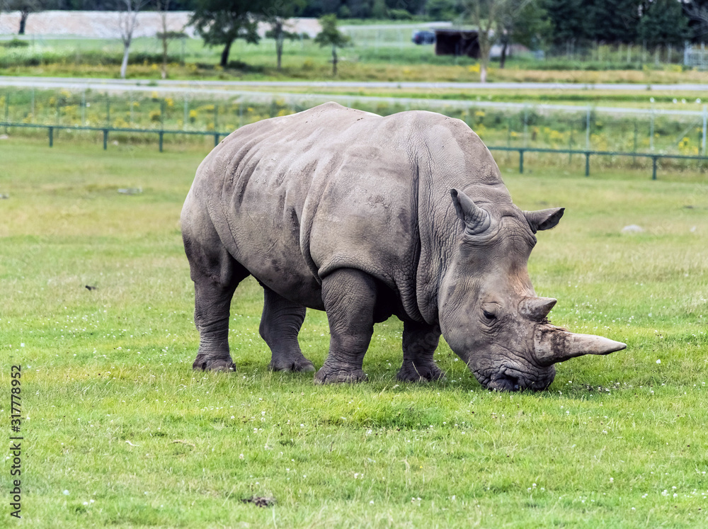 Obraz premium Wild Animal African Rhinoceros or Rhino in Hamilton Safari, Ontario, Canada