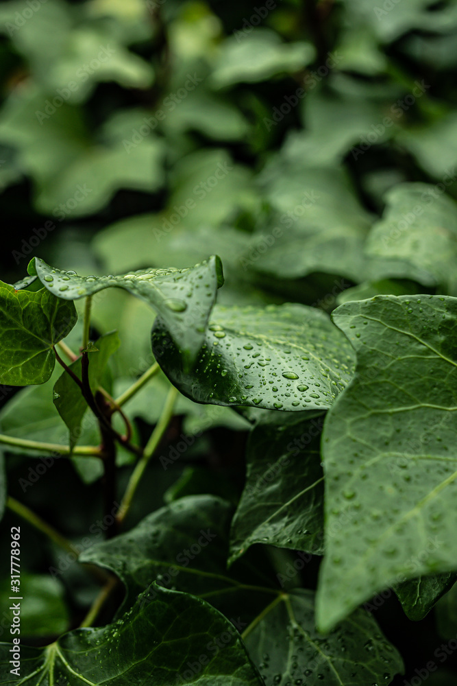 Fototapeta premium Grandes y hermosas gotas de agua transparente en una hoja de hiedra. Gotas de rocío brillan con el sol en la mañana. Hermosa textura de la hoja en la naturaleza. Fondo natural.