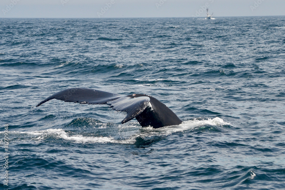 A humpback whale lifts its  fluke out of the water before taking a deep dive.  (Megaptera novaeangliae) Copy space.