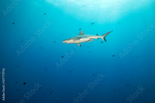 Wallpaper Mural Palau, Blue Corner, Grey reef shark (Carcharhinus amblyrhynchos) swimming in sea Torontodigital.ca