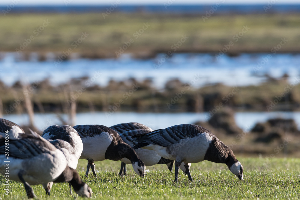 Fototapeta premium Grazing Barnacle Geese closeup