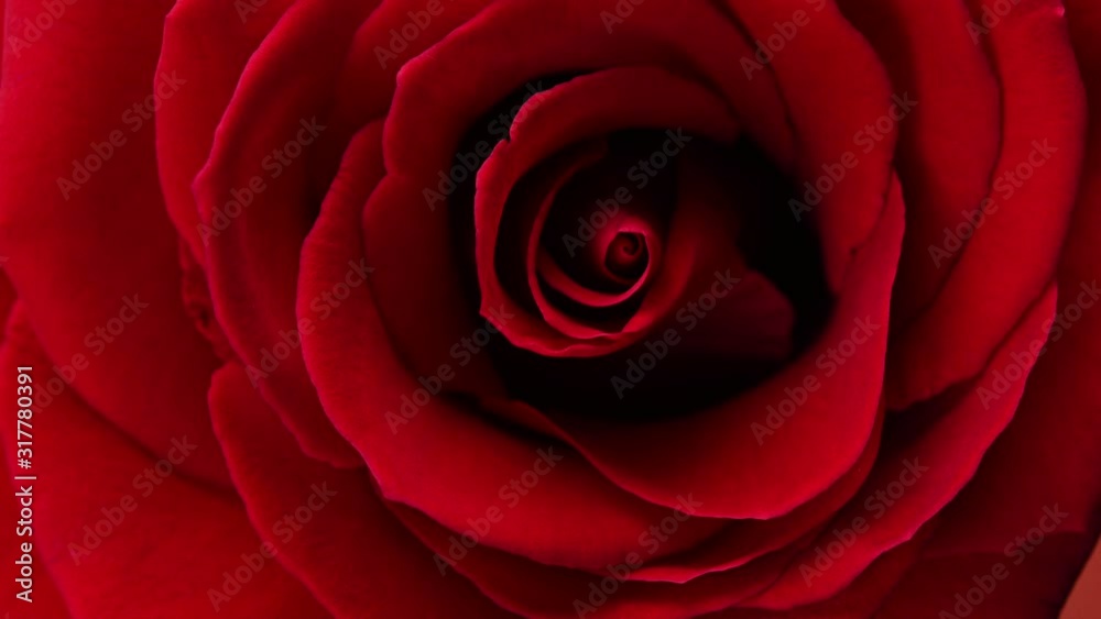 red blossomed rose spins closeup