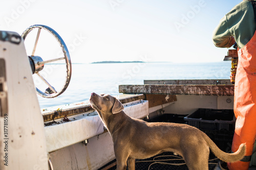 Boat dog joinig for Aquaculture shellfishing on Narragansett Bay photo