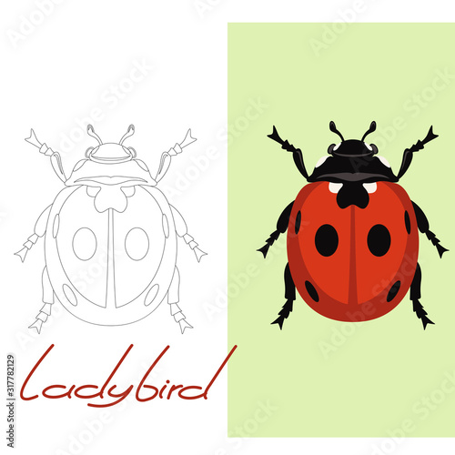 ladybird vector illustration  flat style, lining draw