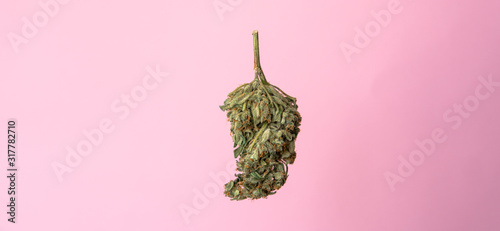 isolated marijuana bud on a pink background.medical marijuana co