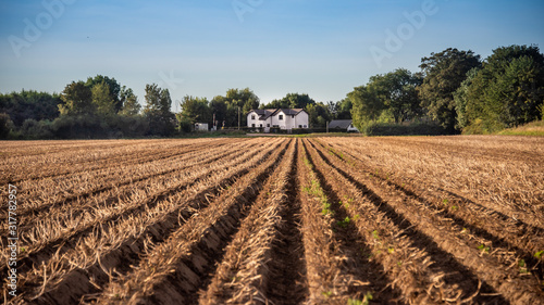 Looking across a newly ploughed field down the furrows to a white cottage in the distance