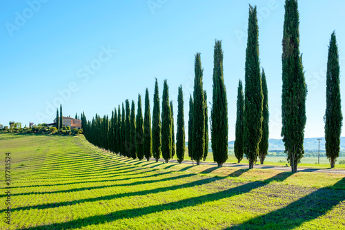 Rows of cypress trees at Agritourismo Poggio Covili, Val d'Orcia, Tuscany, Italy photo