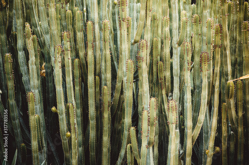 Detail of Majorelle Gardens in Marrakech