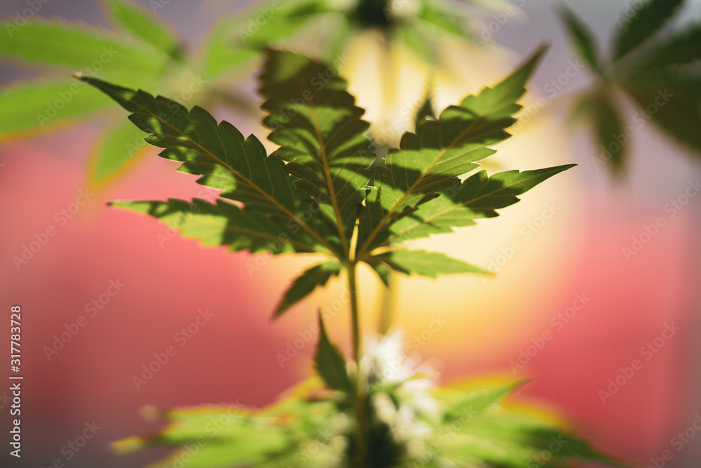 marijuana leaf grows in front of sunrise flag in dappled sun marijuana leaf grows in front of sunrise flag in dappled sun
