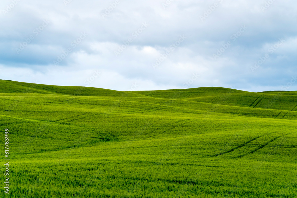 Rolling hills with wheat fields, Val d'Orcia, Tuscany, Italy Rolling hills with wheat fields, Val d'Orcia, Tuscany, Italy