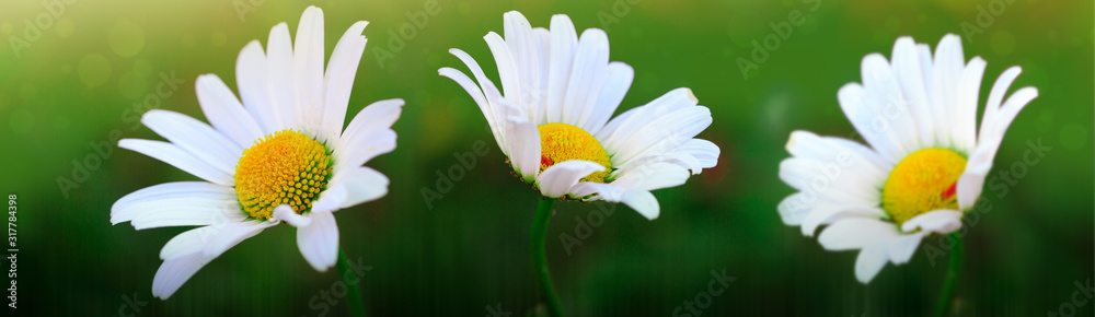 Macro Shot of white daisy flowers in sunset light.