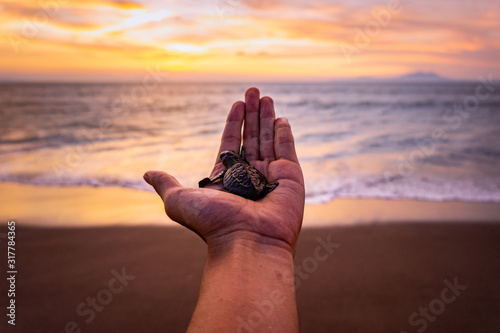 hand holding baby turttle on the beach photo