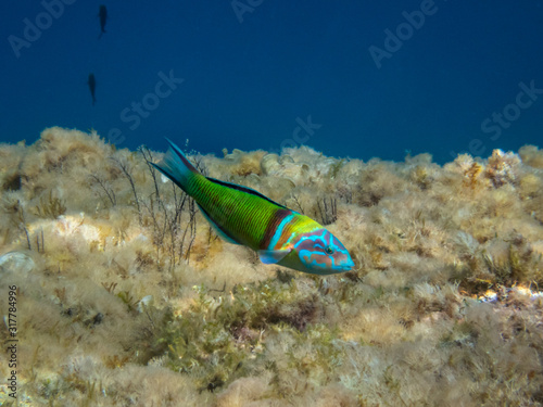 Mediterranean Rainbow Wrasse foraging on seabed photo