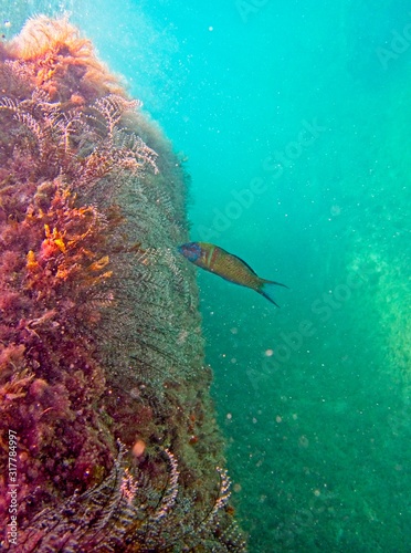 Mediterranean Rainbow Wrasse foraging on seaweed