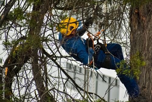Arborist using his safety equipment to perform tree pruning work
