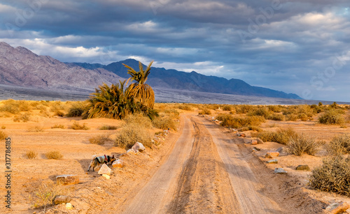 Country road among sandy desert and lonely palms, Middle East