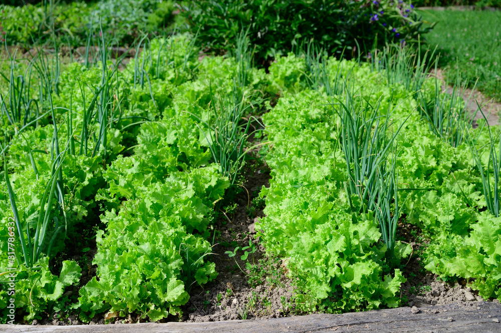 Letuce and onion growing on garden in early spring Letuce and onion growing on garden in early spring