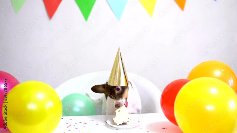 Video „Cute small funny dog in party hat with a birthday cake eating ...