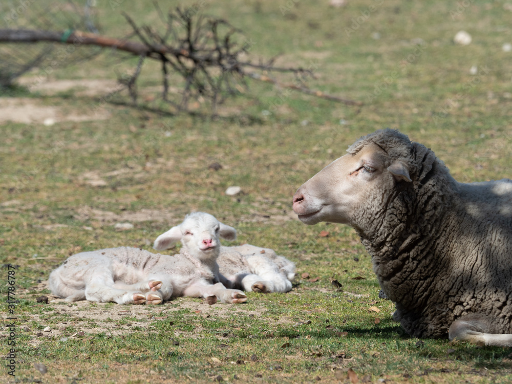 Fototapeta premium Sheep grazing