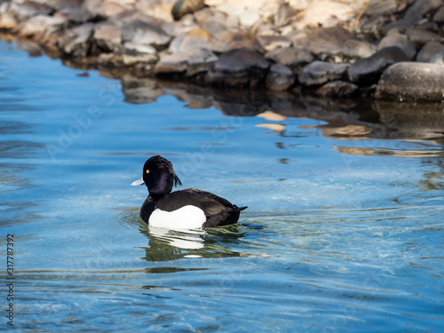 Ducks in a pond photo