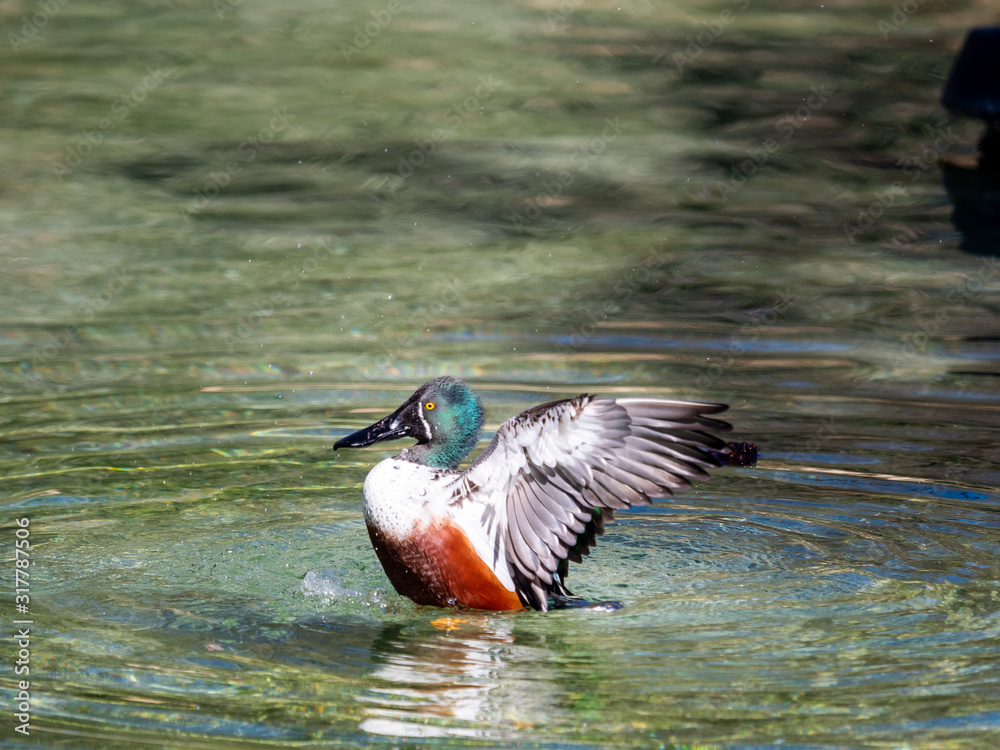 Fototapeta premium Ducks in a pond