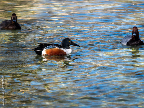 Ducks in a pond photo