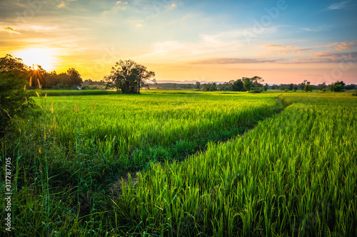 Rice Field at Phitsanulok  Thailand