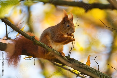 Ein rotes Eichhörnchen sitzt im Herbst auf einem Ast mit einer Nuss in den Pfoten und buntem Laub im Hintergrund, sciurus vulgaris