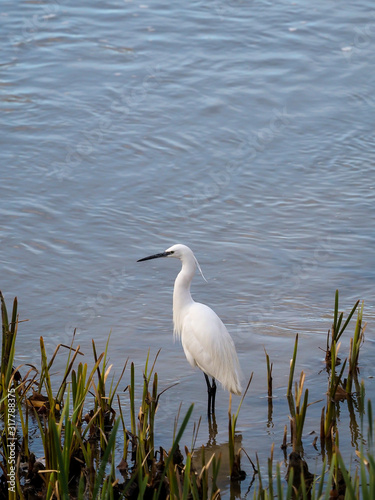 Common Egret © Eduardo