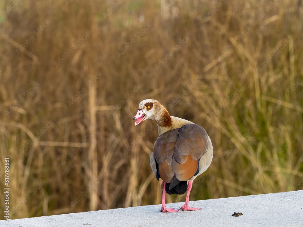 Fototapeta premium Goose of the Nile.