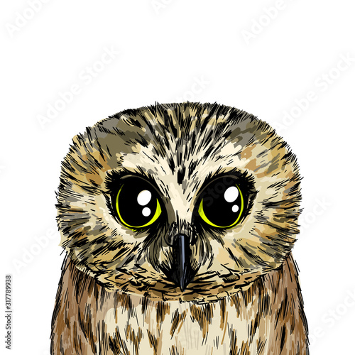 Cute owl portrait, full color sketch, hand drawn photo