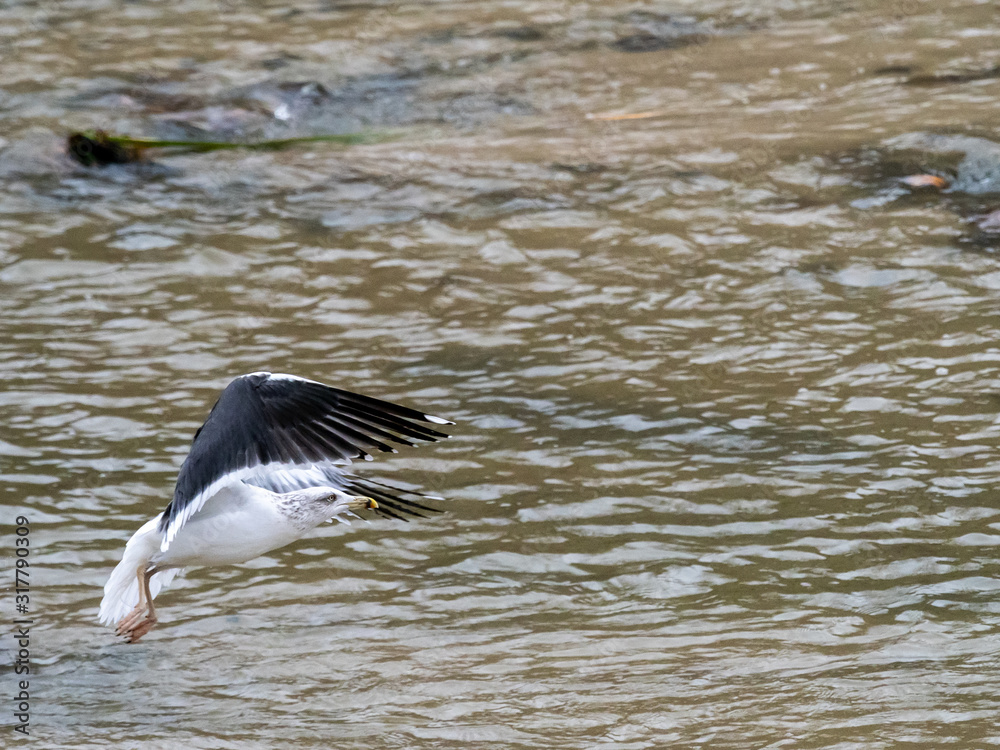 Seagull Seagull