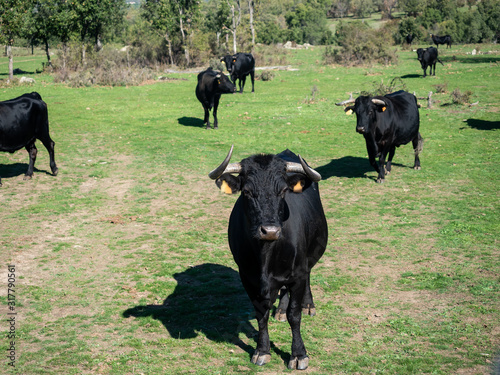 Farm of calves and cows © Eduardo