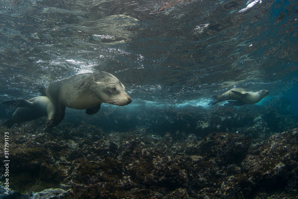 Naklejka premium Scuba Diving with Sea Lions in Galapagos, Ecuador.