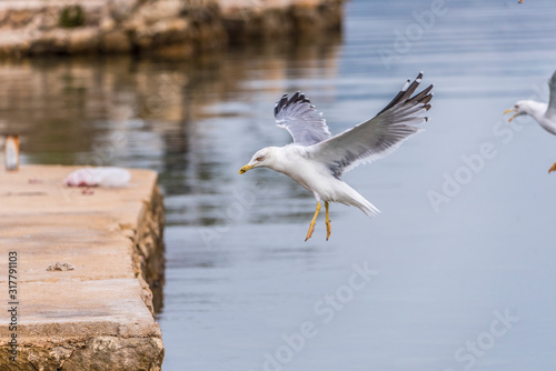 Seagull flying in sky. Seagull flying sky. Seagull in Murter, croatia © precinbe
