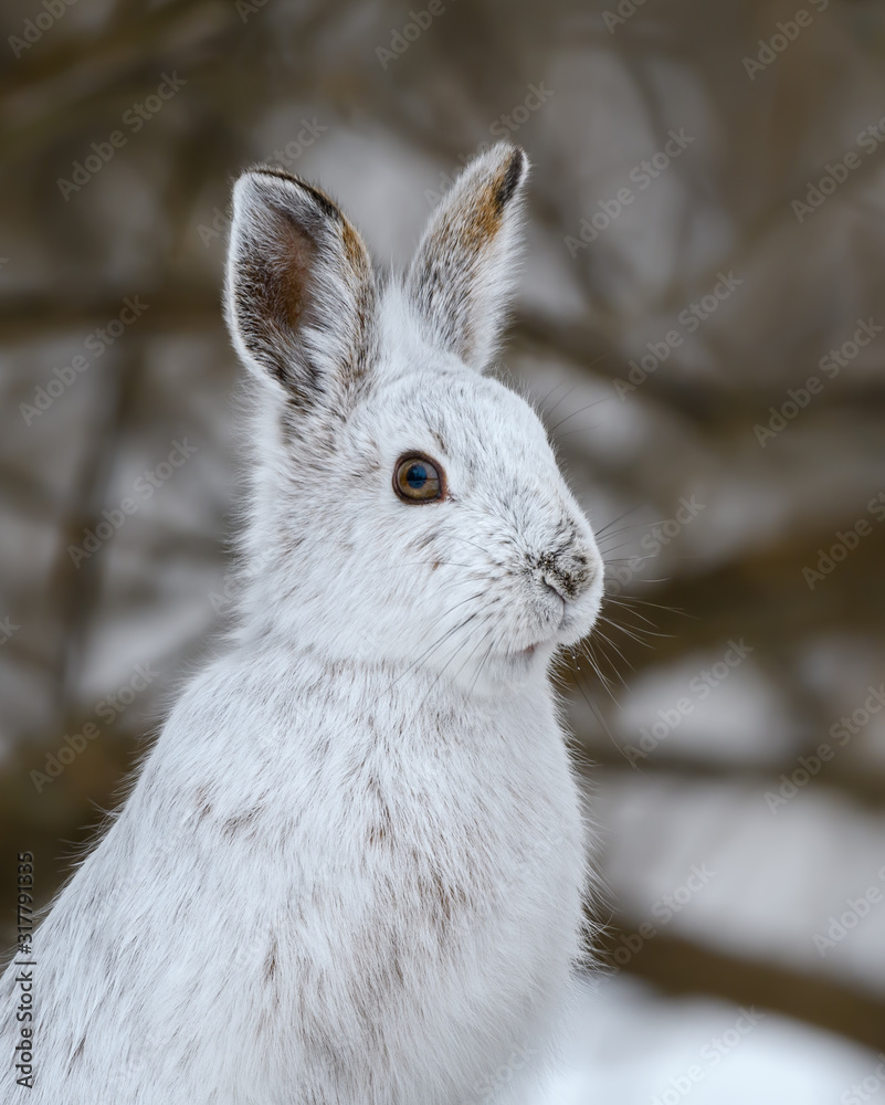 White Snowshoe Hare Closeup Portrait in Winter White Snowshoe Hare Closeup Portrait in Winter