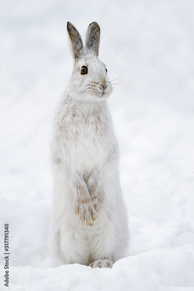 White Snowshoe Hare Standing on Snow in Winter White Snowshoe Hare Standing on Snow in Winter