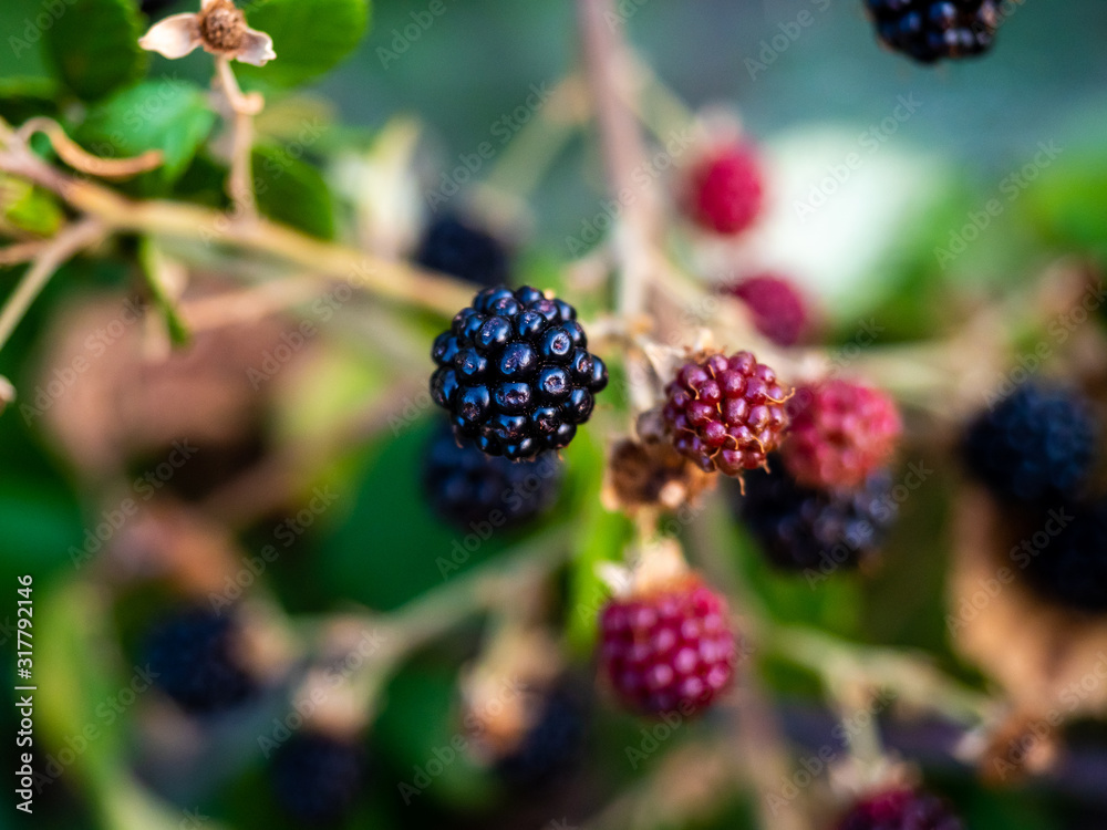 Blackberry fruits Blackberry fruits
