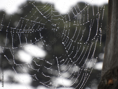 spider web with dew drops