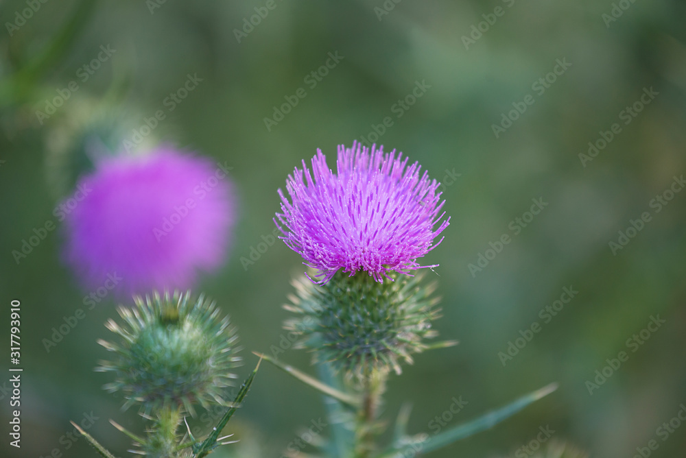 Beautiful purple thistle in bloom on sunlight Beautiful purple thistle in bloom on sunlight