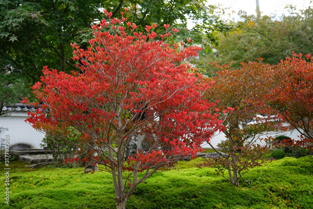 Fototapeta premium 満天星の紅葉